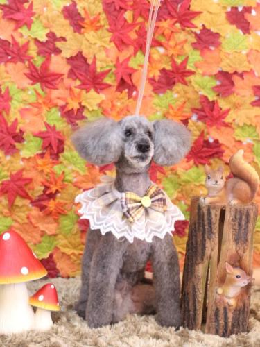 20241103さくらちゃん